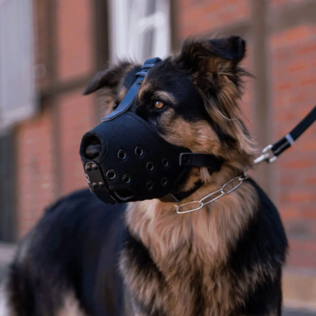 A dog with its muzzle on and leash tied to it.