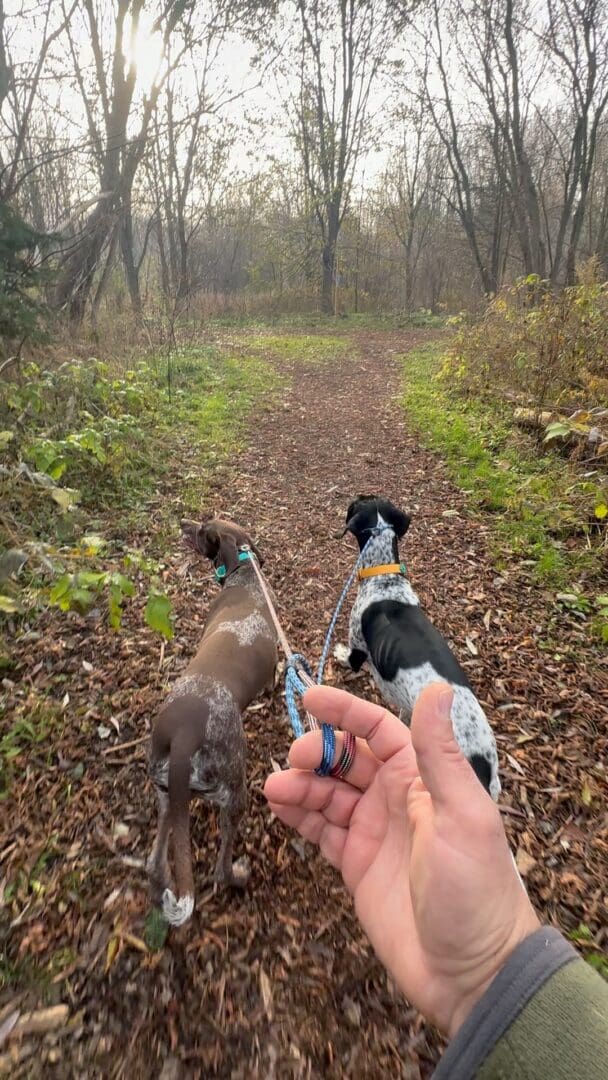 A person holding onto a leash while two dogs are walking on the trail.