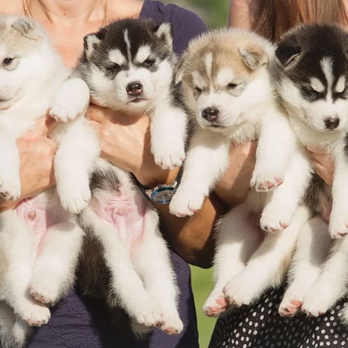 A group of people holding four puppies.