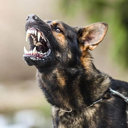 A dog with its mouth open and it's teeth showing.