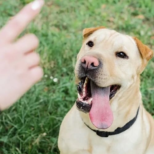A dog is sitting in the grass with its mouth open.