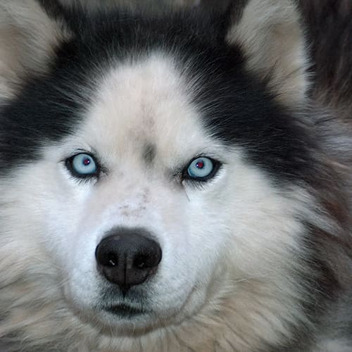 A close up of a dog 's face with blue eyes