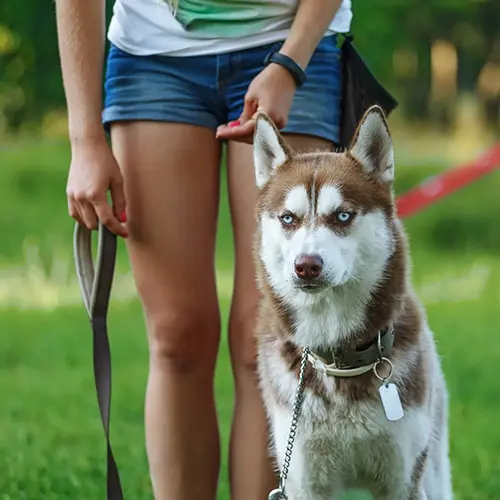 A woman is holding the leash of her dog