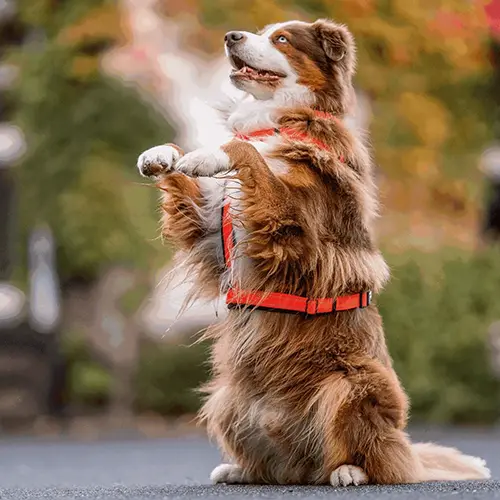 A dog standing on its hind legs holding something.