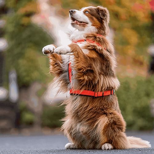A dog standing on its hind legs holding something.