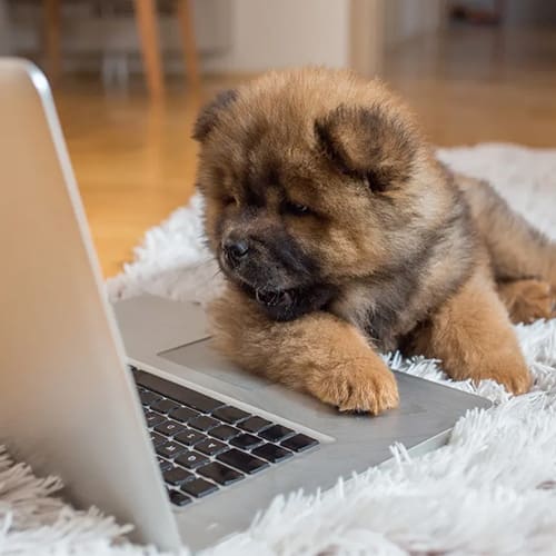 A puppy is sitting on the floor next to a laptop.
