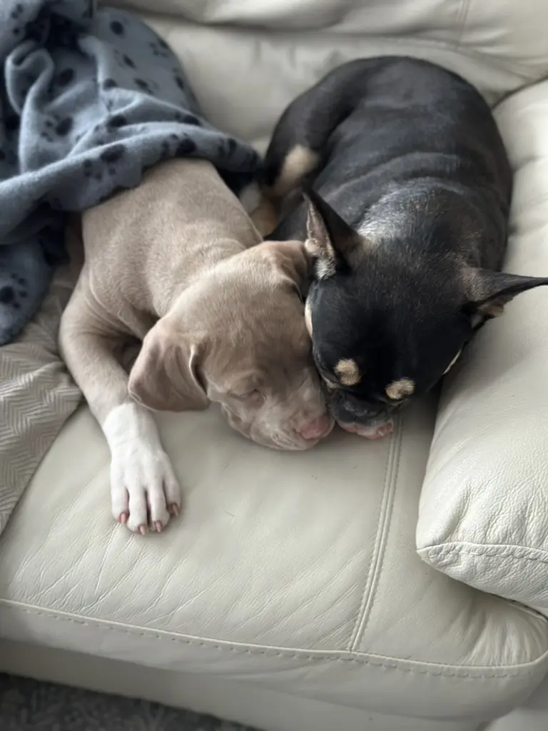 Two dogs sleeping on a couch with blankets