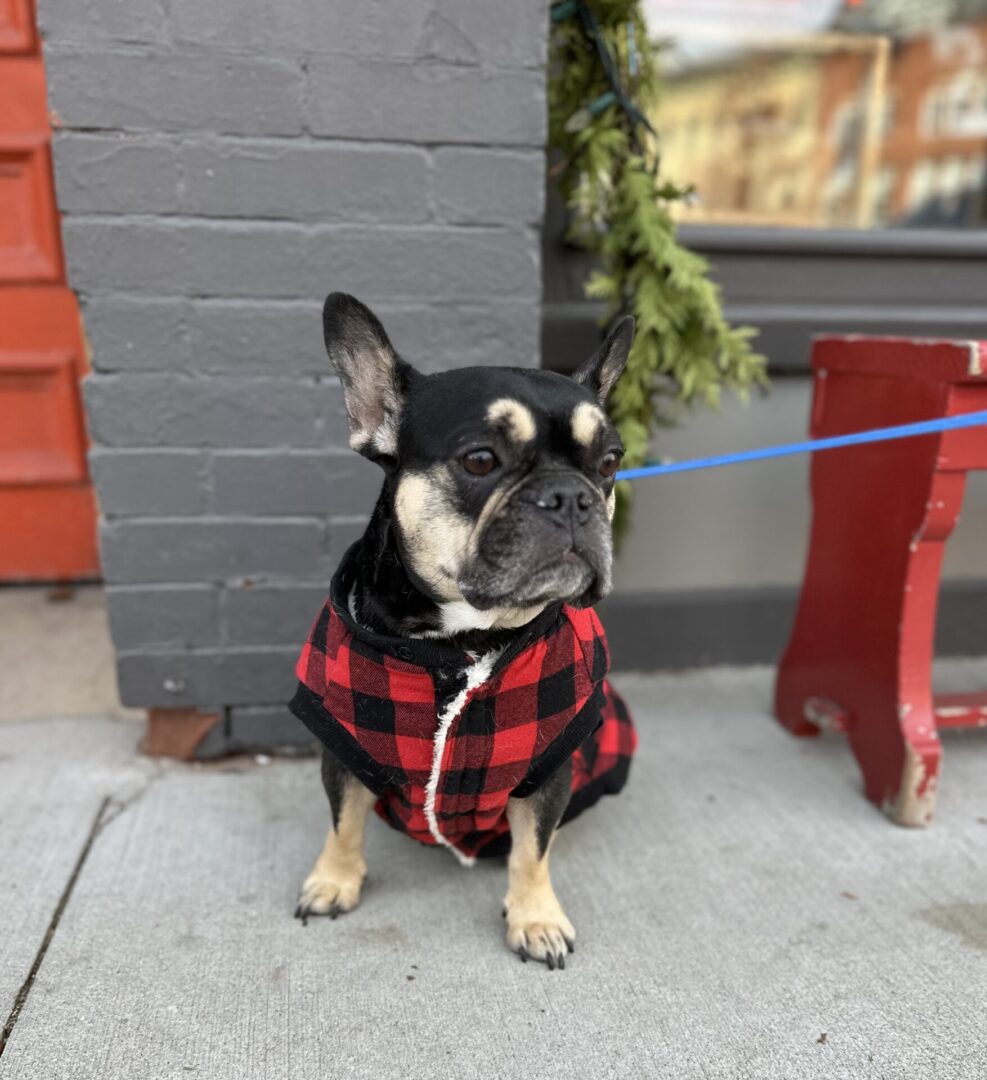 A dog wearing a red and black plaid jacket.