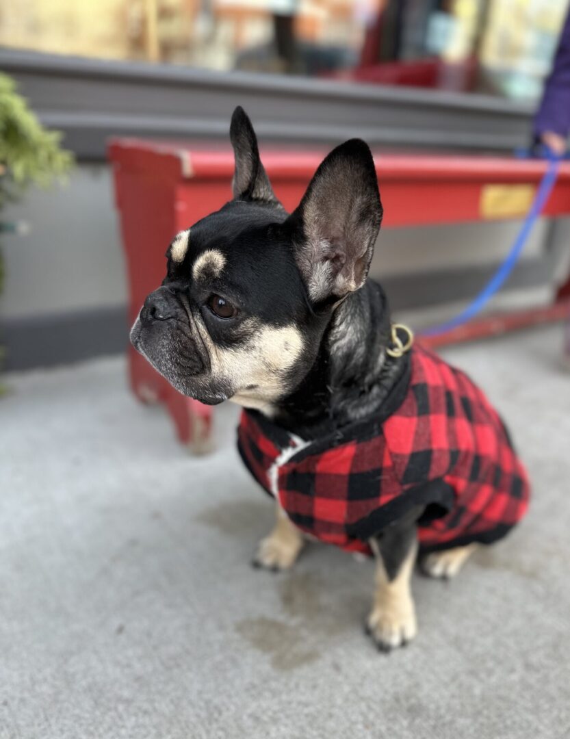 A small dog wearing a red and black plaid shirt.
