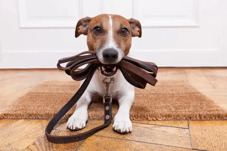 A dog with a leash on its neck.