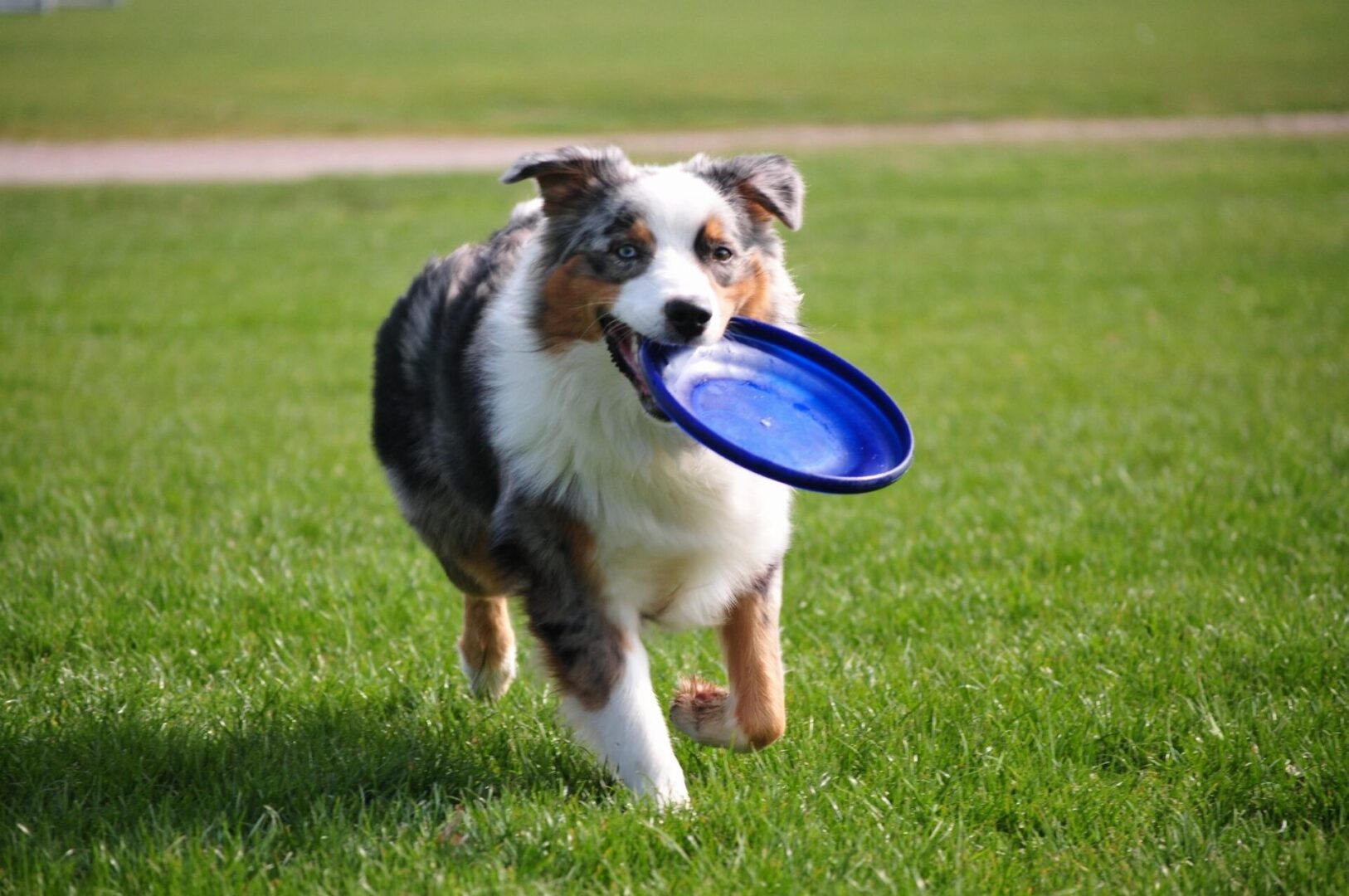 A dog carrying a frisbee in its mouth.