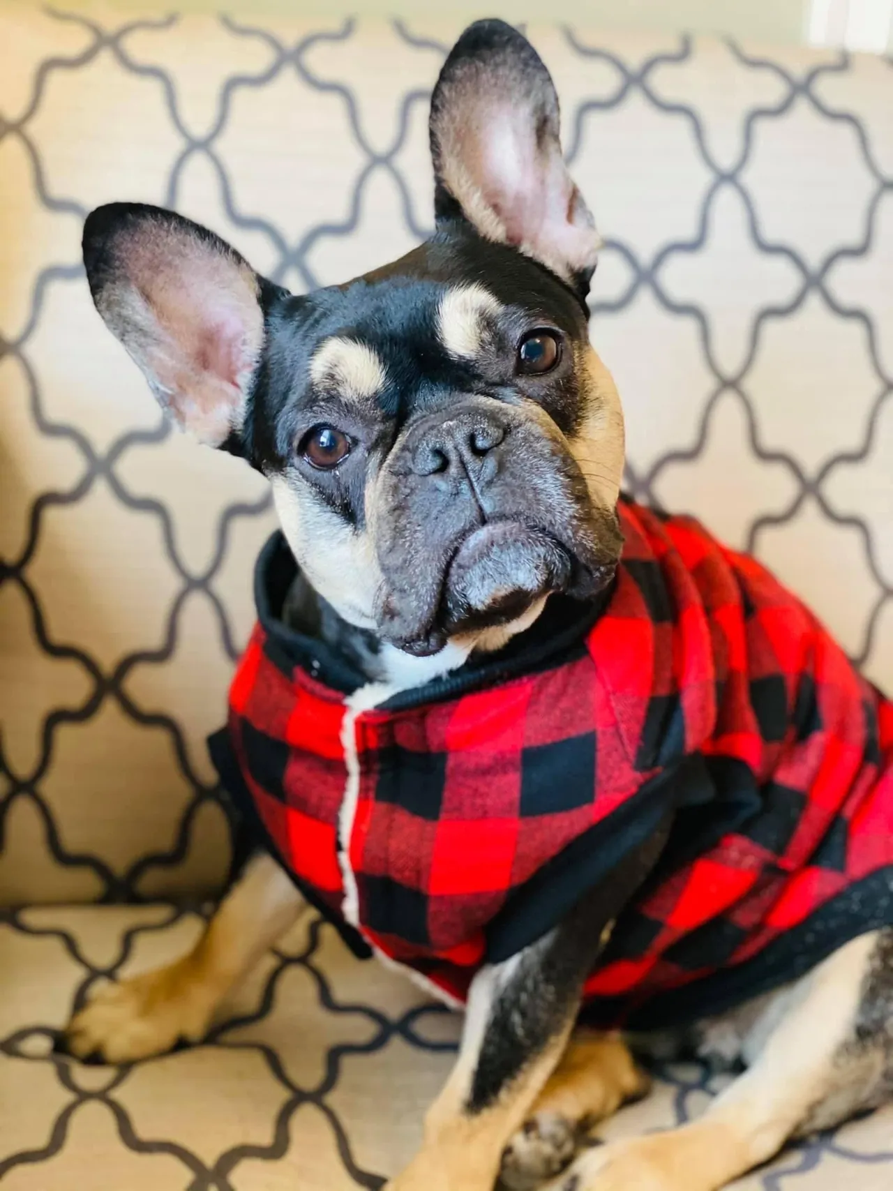 A dog wearing a red and black plaid shirt.