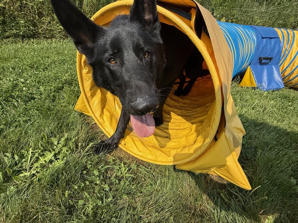 Black dog emerging from yellow agility tunnel