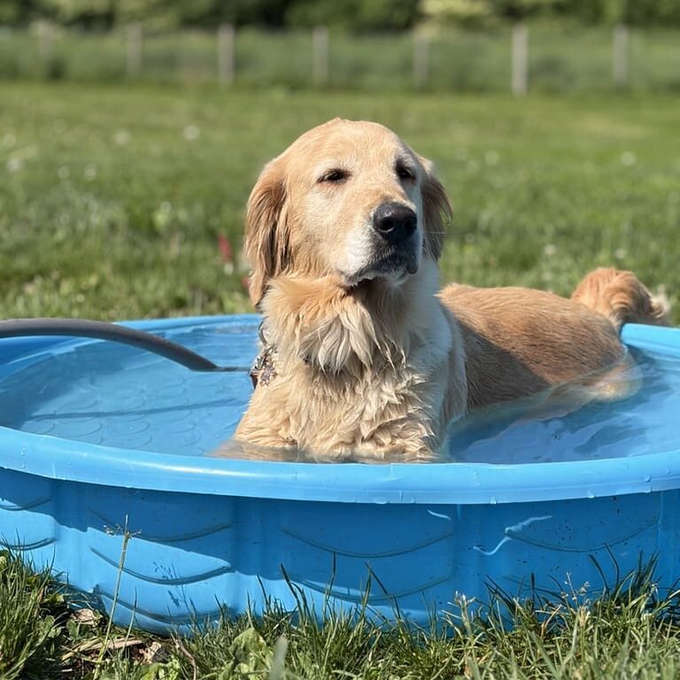 Golden retriever reclining in small blue basin