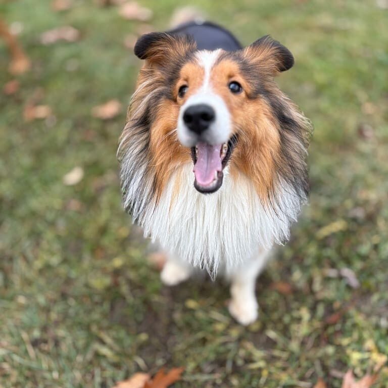 Smiling Shetland Sheepdog in autumn grass