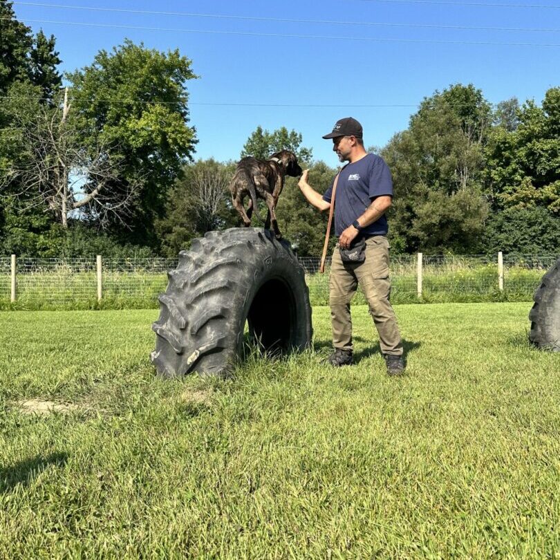 Dog training; high five on tire.